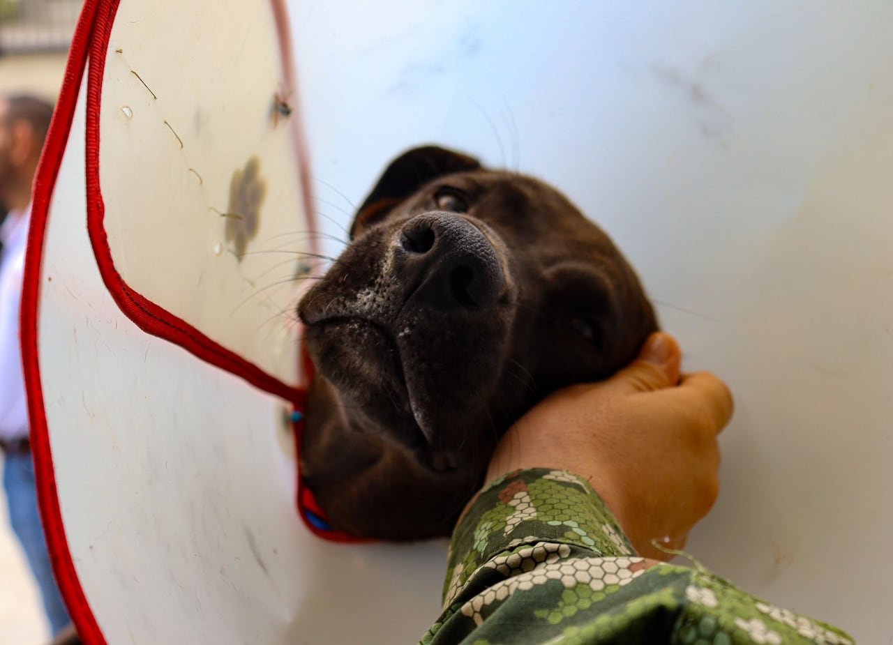 ’Negrita’ busca un hogar que le brinde una nueva oportunidad.