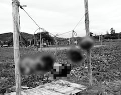 Estas son las cinco cabezas atadas con cuerdas a dos postes de madera, frente al mar y en medio de la arena.