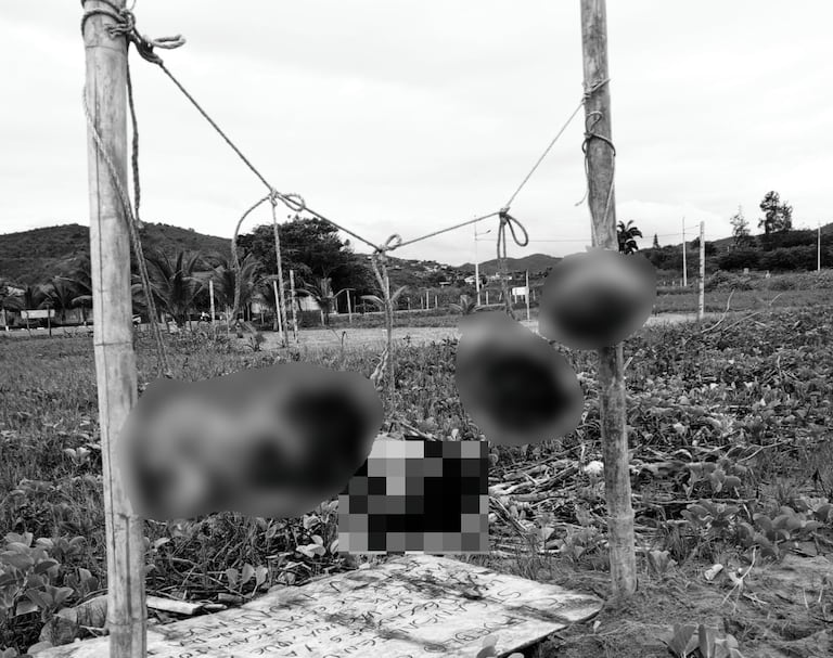 Estas son las cinco cabezas atadas con cuerdas a dos postes de madera, frente al mar y en medio de la arena.