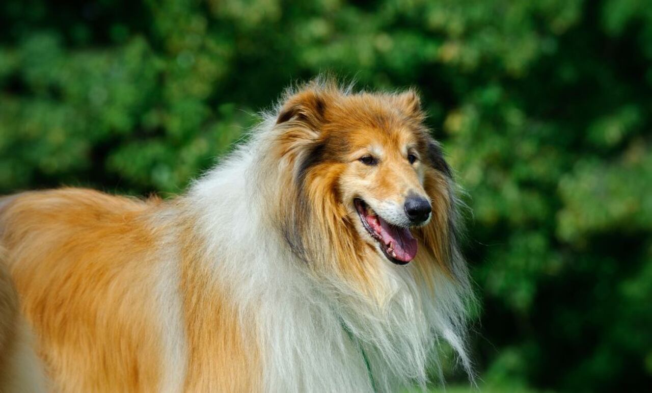 Collie