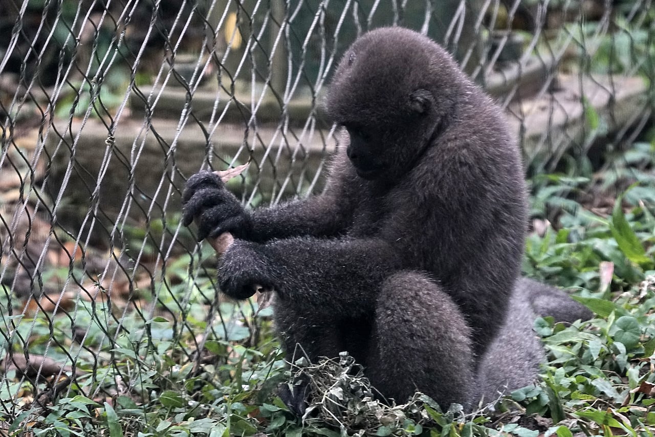 Un "BABY BOOM" en el zoológico de Cali. A partir de este viernes los asistentes podrán apreciar todos los bebes, que han nacido desde noviembre del 2023 a la fecha, y también podrán conocer a Emiliana, la Churuca que llegó en noviembre por tráfico de fauna y que ya se encuentra con su grupo familiar en la exhibición de Jaziquima.