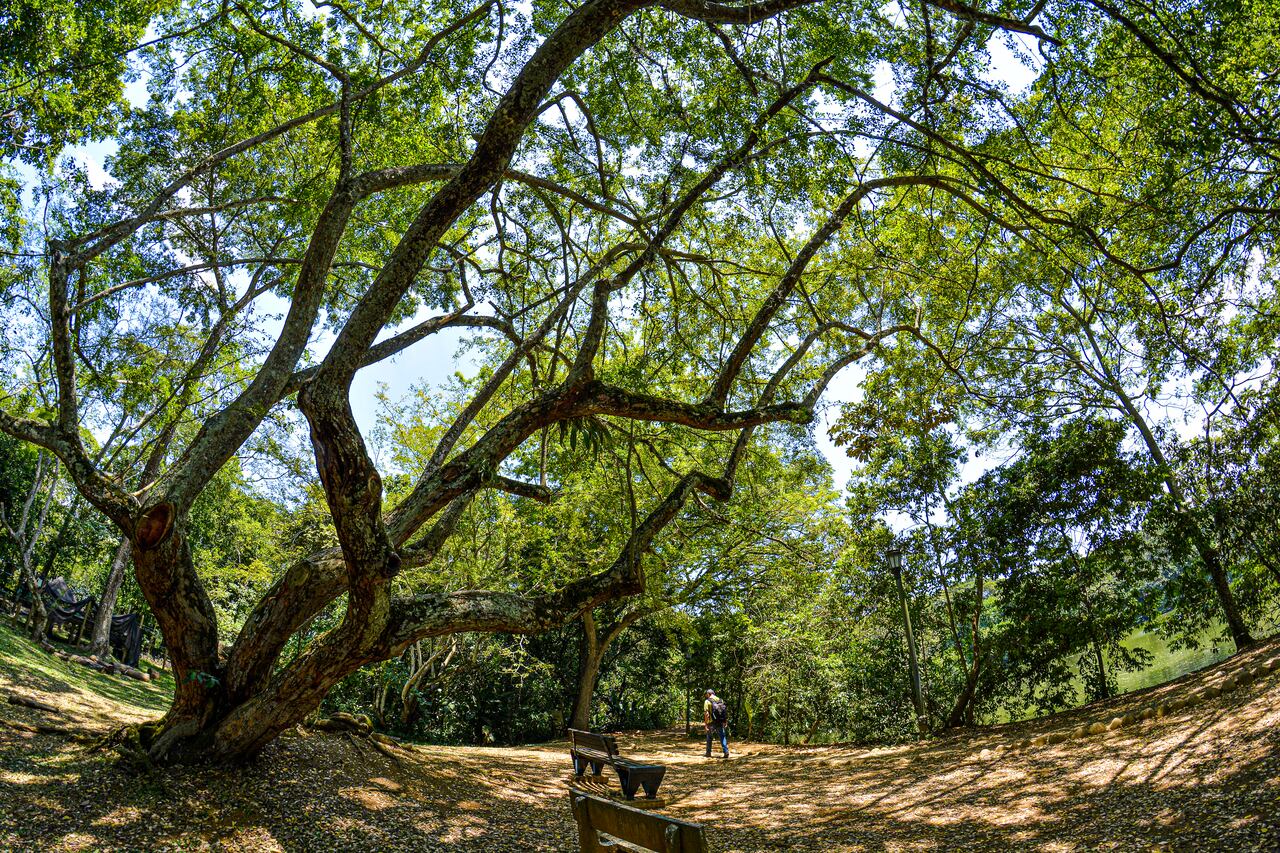Reportaje gráfico. Humedales de Cali. Lago de las Garzas.