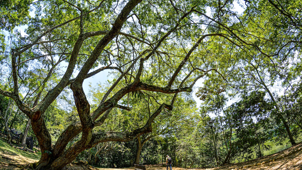Reportaje gráfico. Humedales de Cali. Lago de las Garzas.