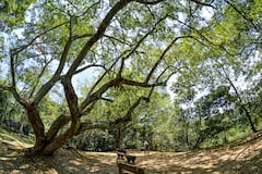 Reportaje gráfico. Humedales de Cali. Lago de las Garzas.