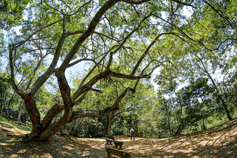 Reportaje gráfico. Humedales de Cali. Lago de las Garzas.