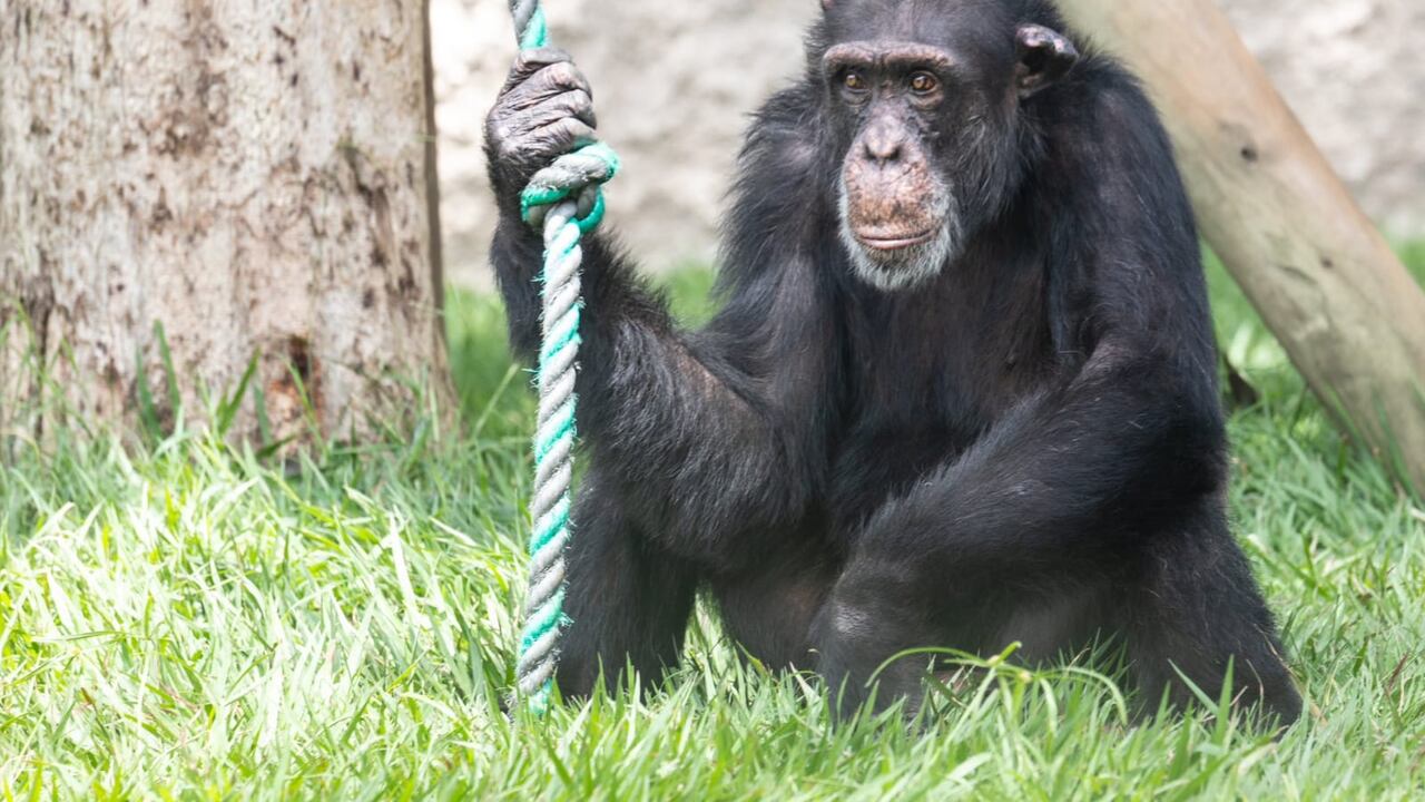 Chimpancé del Bioparque