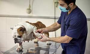 Perro con dolor en las articulaciones.