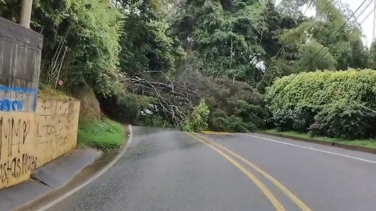 Árbol caído en la Vía al Mar.
