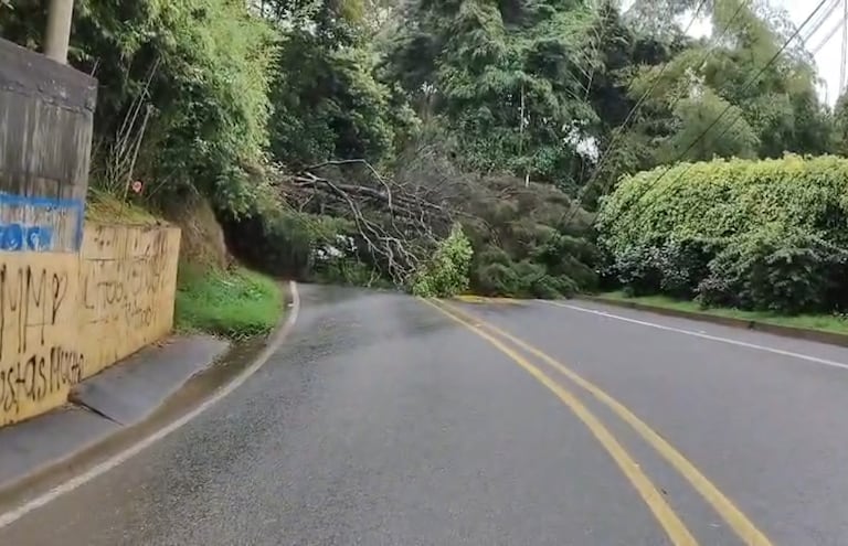 Árbol caído en la Vía al Mar.
