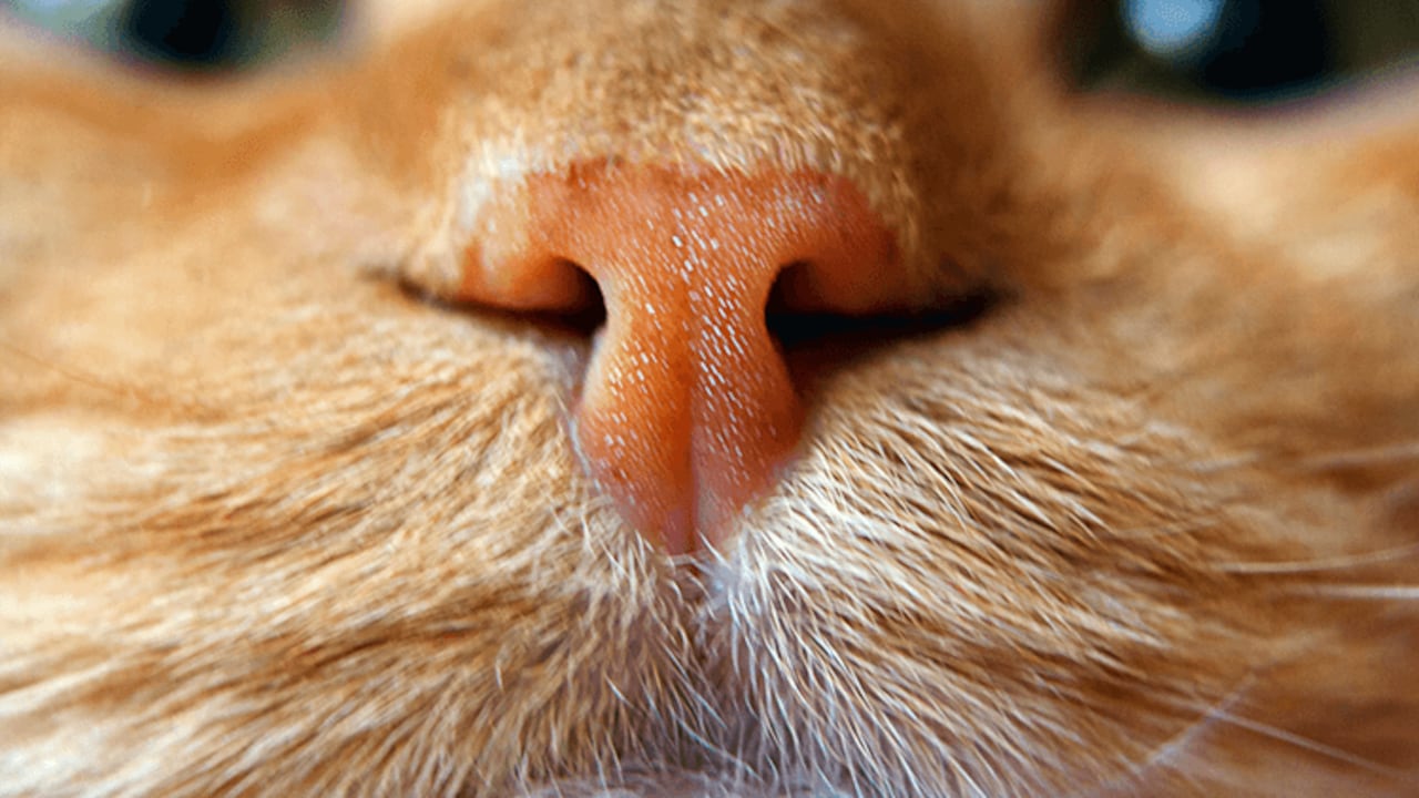 El olfato es uno de los sentidos más desarrollados en los gatos.