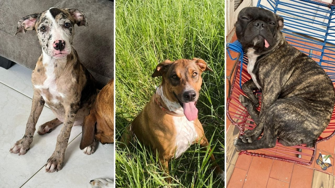 Estos son algunos de los siete caninos que fallecieron luego de que el pasado 5 de mayo ocurriera un ataque de abejas en la Villa de las Palmas. Durante los hechos, según la comunidad, también resultaron afectadas algunas personas.
