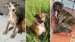 Estos son algunos de los siete caninos que fallecieron luego de que el pasado 5 de mayo ocurriera un ataque de abejas en la Villa de las Palmas. Durante los hechos, según la comunidad, también resultaron afectadas algunas personas.