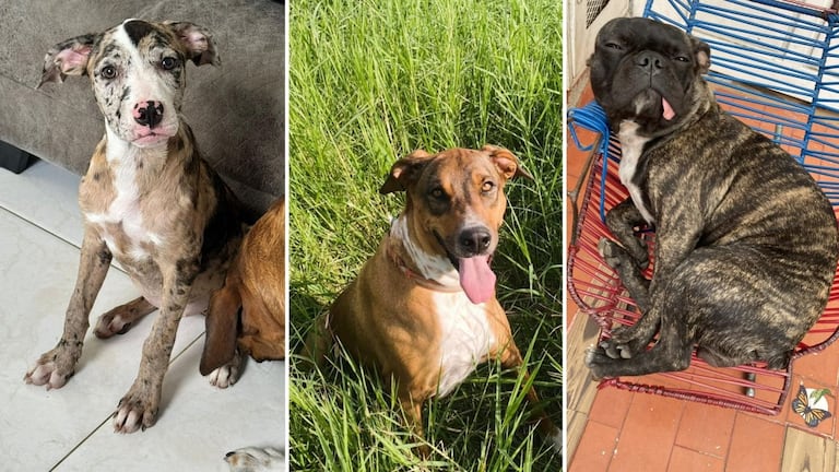 Estos son algunos de los siete caninos que fallecieron luego de que el pasado 5 de mayo ocurriera un ataque de abejas en la Villa de las Palmas. Durante los hechos, según la comunidad, también resultaron afectadas algunas personas.