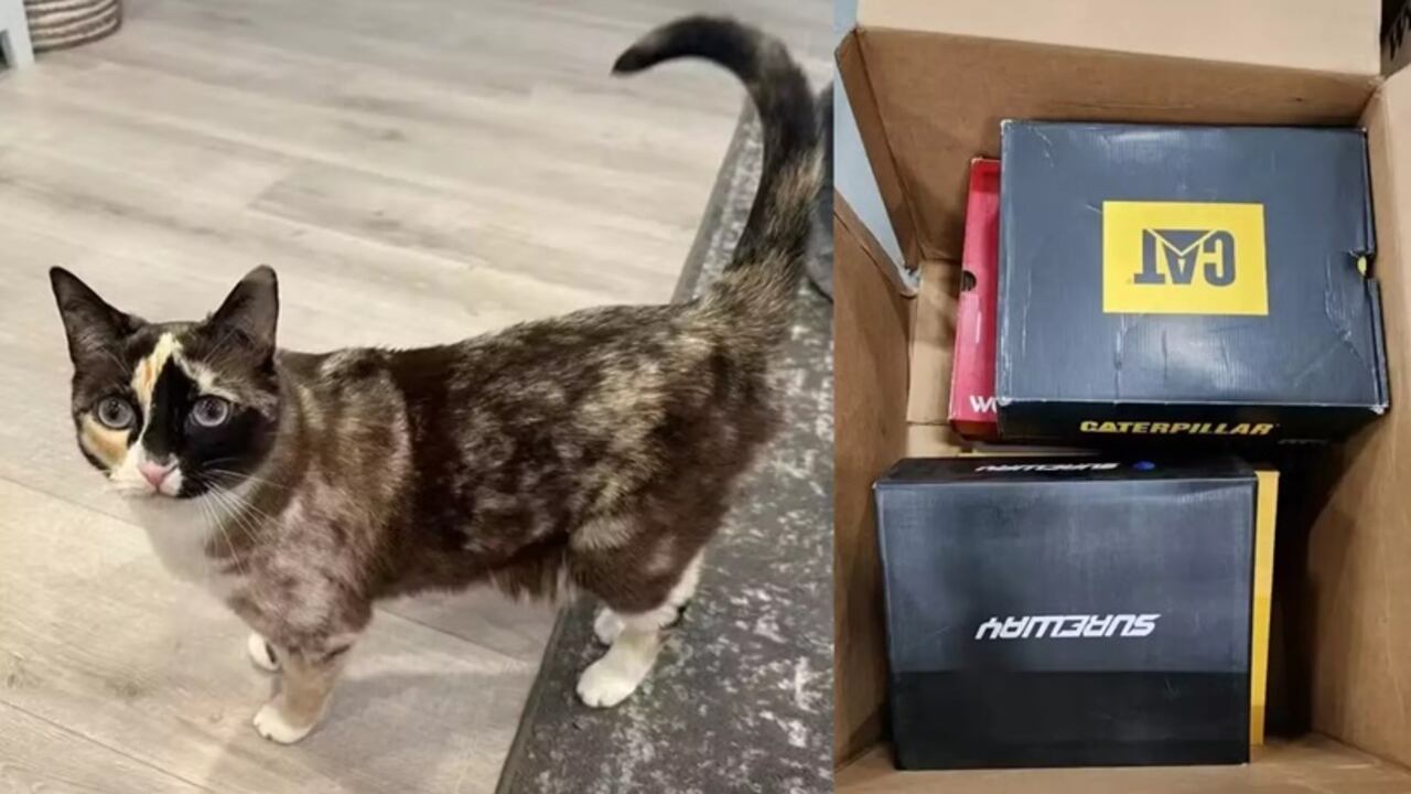 gata amazon
