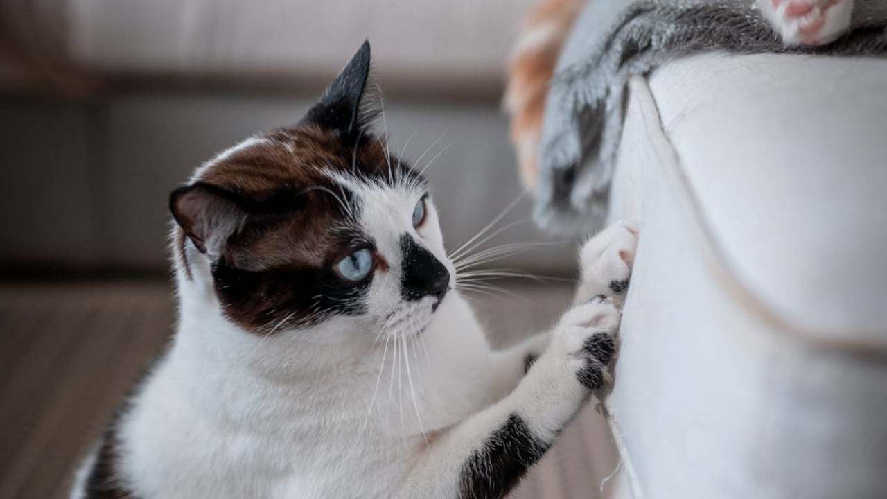 Algunos gatos tienen a arañar los muebles de la sala