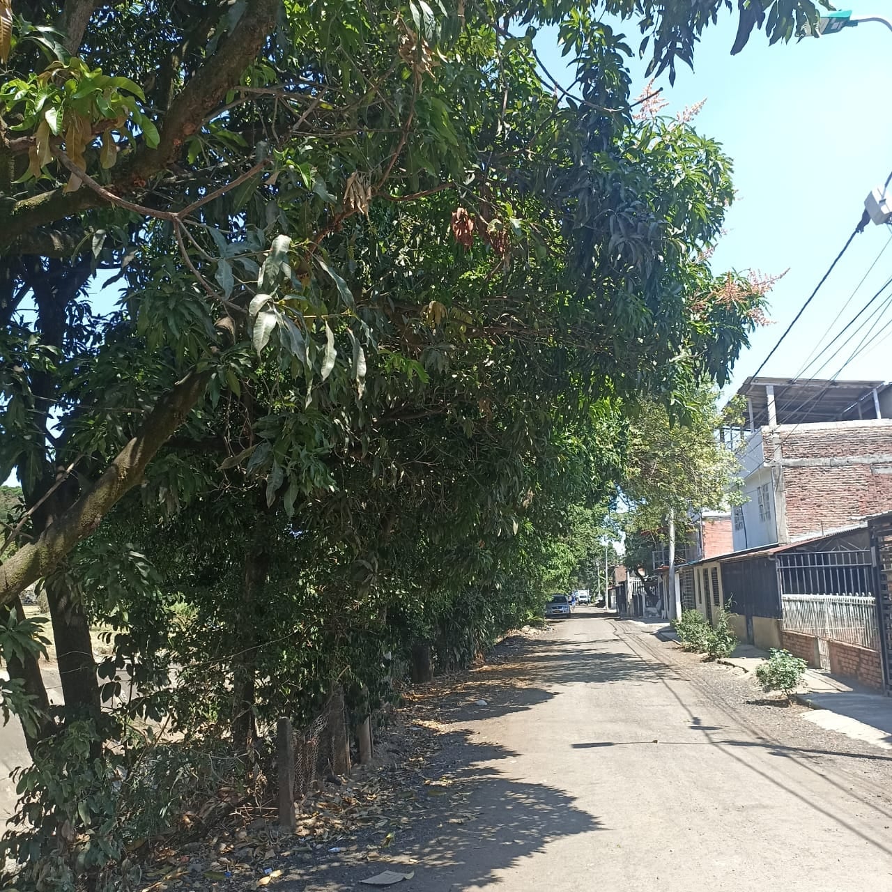 La comunidad atribuye el aumento de mosquitos a la cercanía del caño CVC Sur y a la falta de poda de los árboles ubicados en sus orillas.