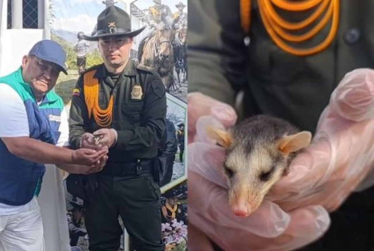 Los uniformados cariñosamente bautizaron como Ramón este mamífero de tamaño pequeño que generalmente se caracteriza por tener un cuerpo bastante compacto y recubierto por un pelaje espeso en diversos tonos grises, marrones, blancos, o negros, asimismo su edad oscila entre los siete a los ocho años de existencia.