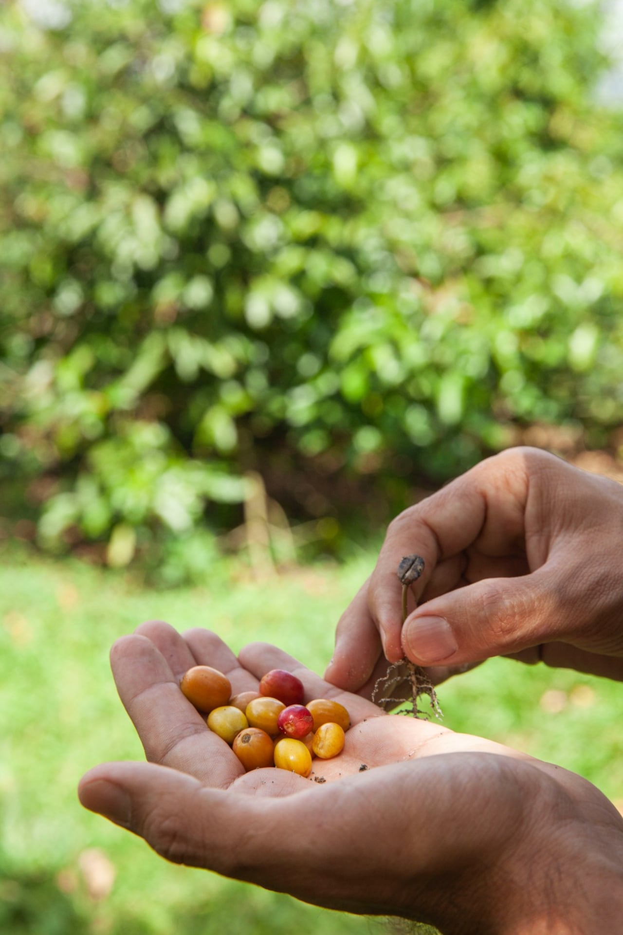 39 Coffee, la marca del Valle que estará en el Giro de Rigo.