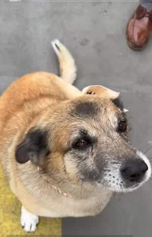 El Mono, en Sevilla, Valle