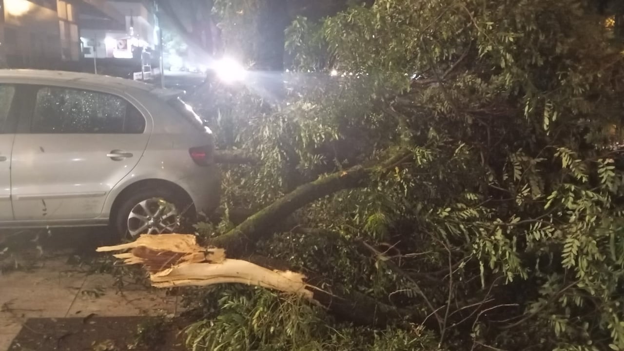 Caída de árbol en Cali, tras fuertes lluvias.