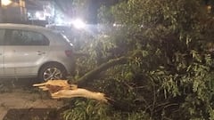 Caída de árbol en Cali, tras fuertes lluvias.
