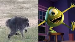 Mapache que tiene forma de Mike Wazowski.