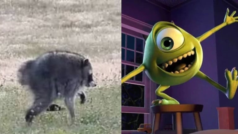 Mapache que tiene forma de Mike Wazowski.