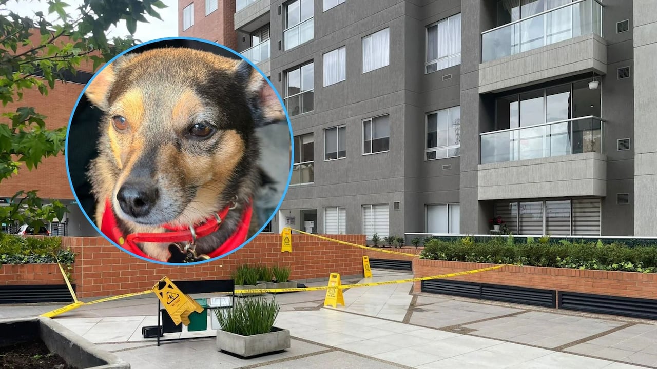 Dueño de Tonny rompe el silencio tras muerte del perro lanzado desde un piso 25 en Bogotá: señala a su ‘roomie’