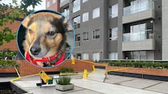 Dueño de Tonny rompe el silencio tras muerte del perro lanzado desde un piso 25 en Bogotá: señala a su ‘roomie’