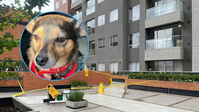 Dueño de Tonny rompe el silencio tras muerte del perro lanzado desde un piso 25 en Bogotá: señala a su ‘roomie’