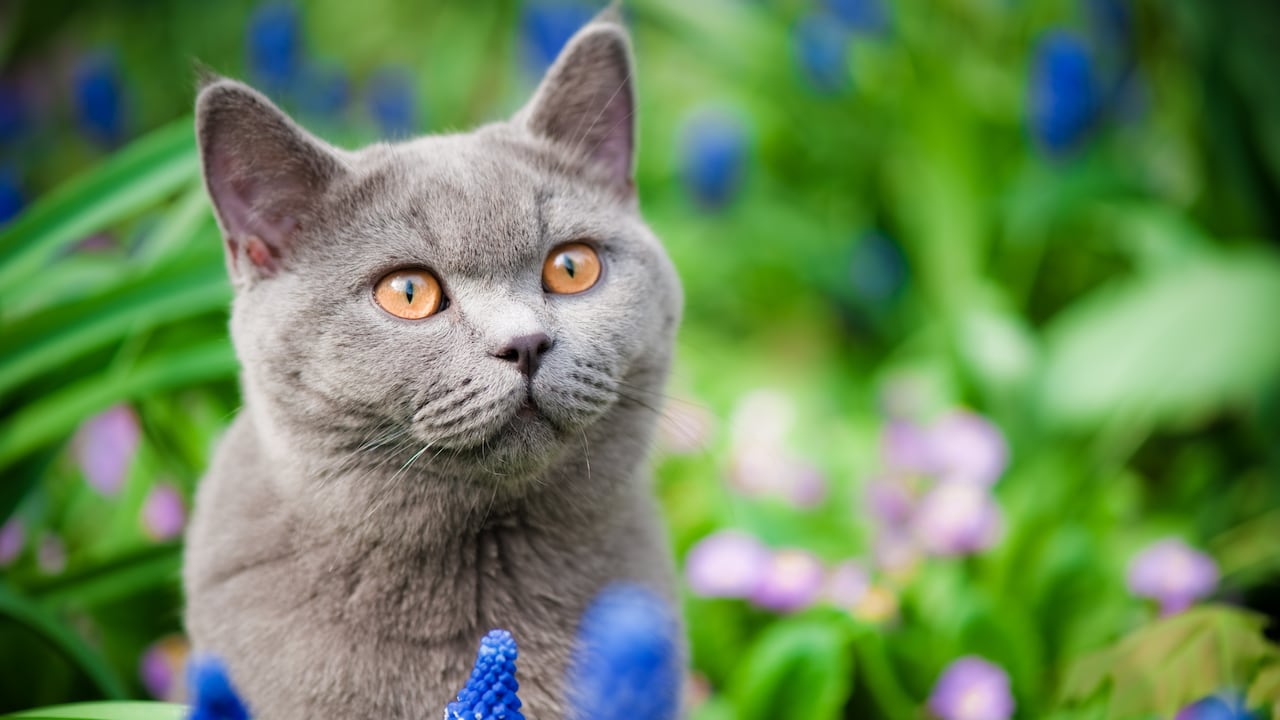 Hay algunas flores que pueden ser perjudiciales para los gatos.