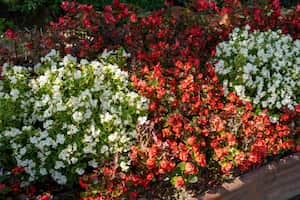 Las begonias son una de las plantas preferidas para decorar los interiores
