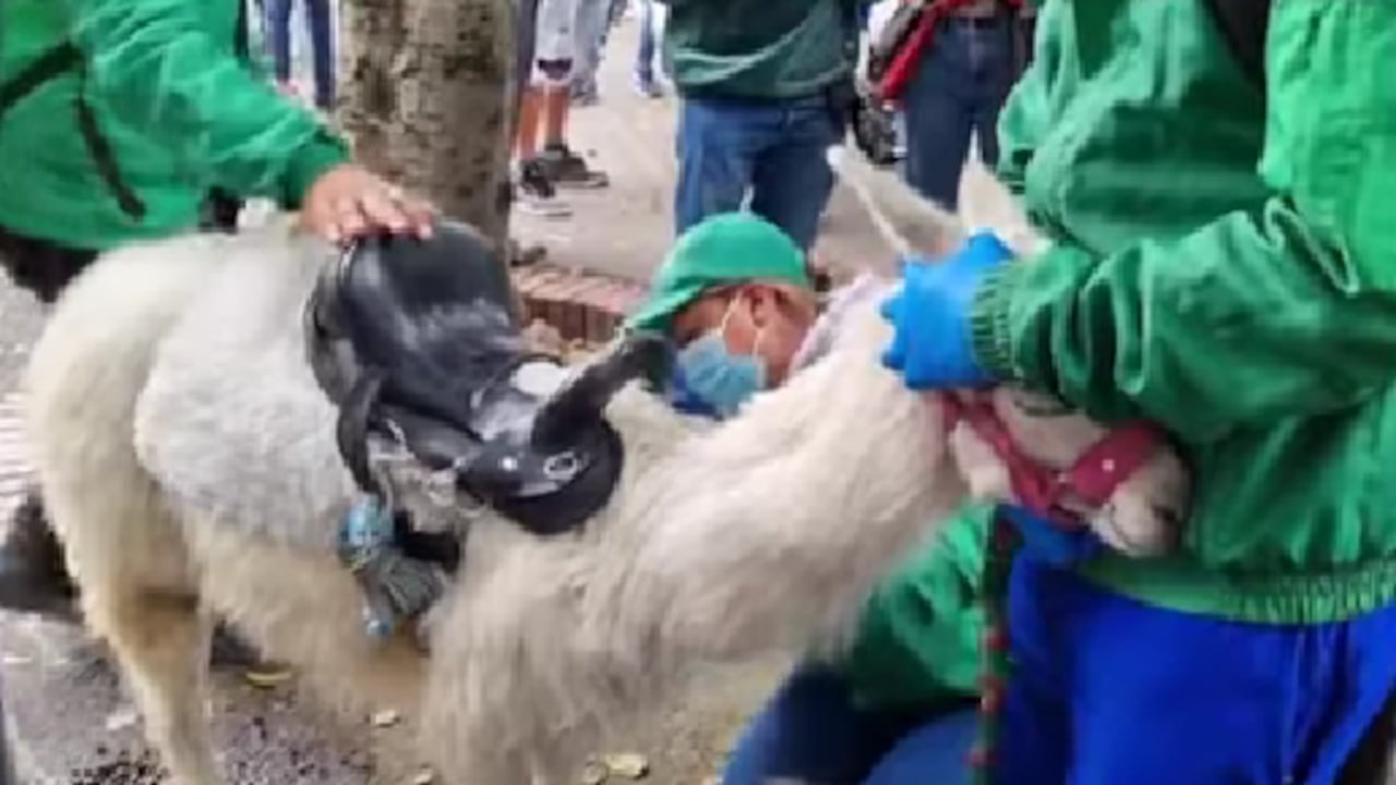 Miembros de la Alcaldía de Bogotá realizaron la inspección del animal.
