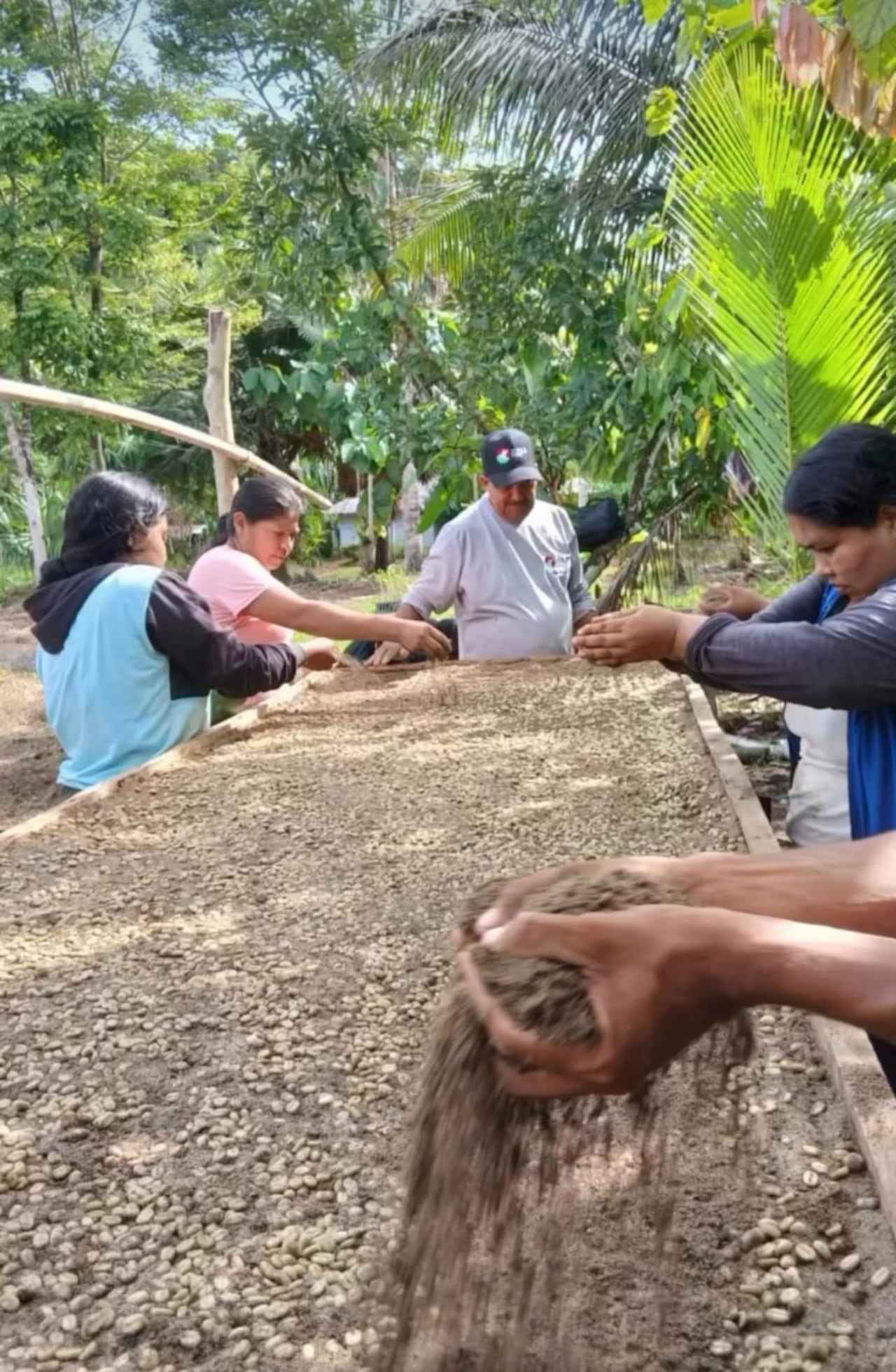 La iniciativa es una salida para familias que antes cultivaban productos ilícitos como la coca.