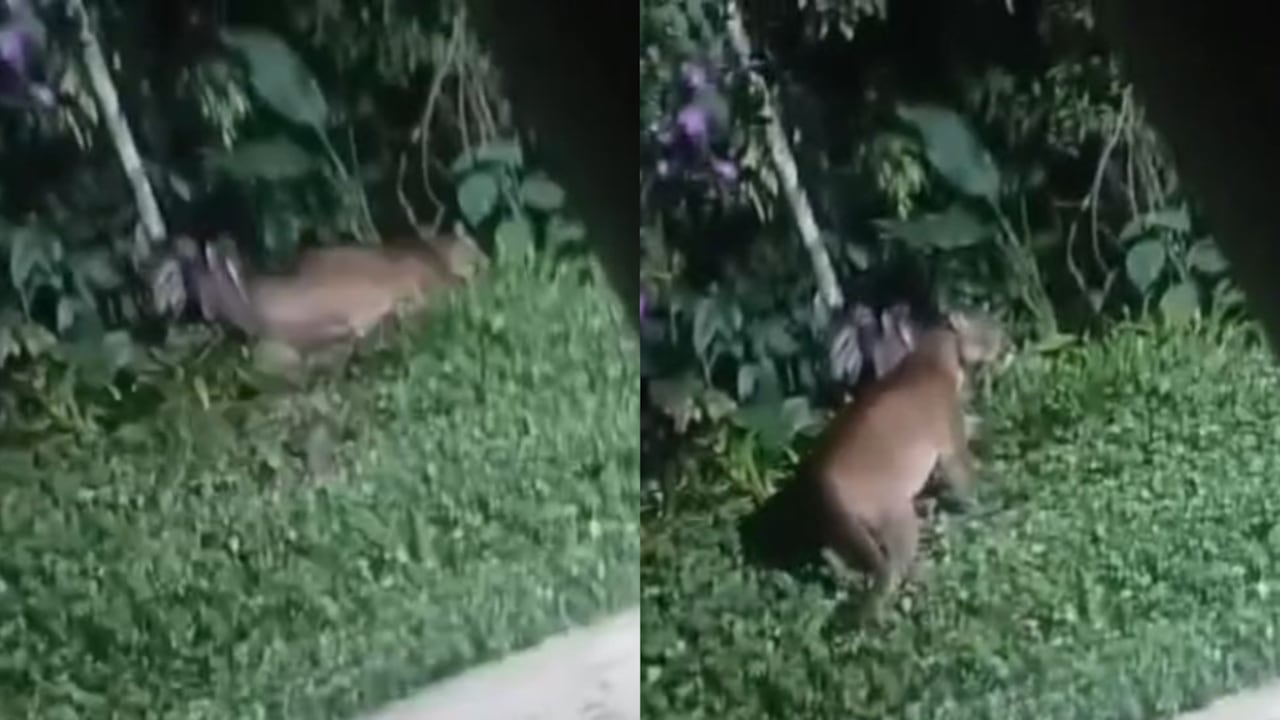 Comunidad denuncia que personas le estarían disparando a los pumas que se encuentran en los alrededores de los Farallones de Cali.