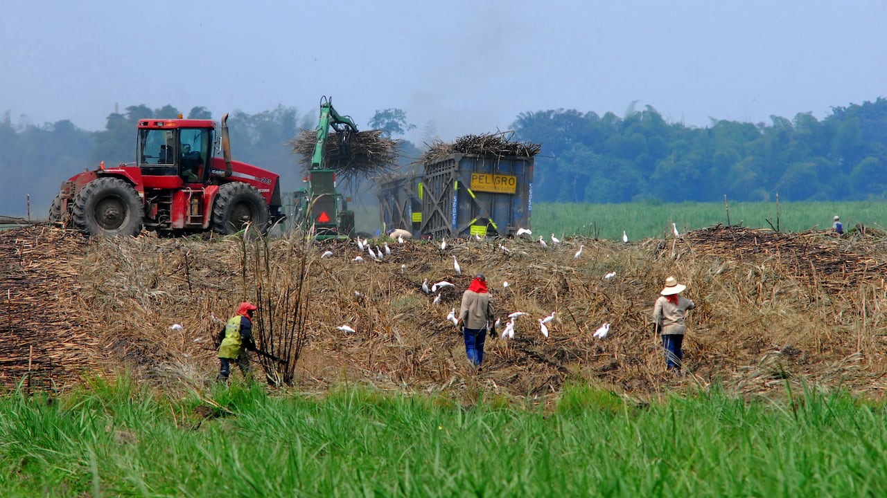 Asocaña. La caña de azúcar, es el gran motor de la economía en el Valle del Cauca. Este sector mueve el 0,7 % del PIB de Colombia, mueve 180.000 empleos. Hay 13 ingenios azucareros en la región, seis de ellos tienen plantas de bioetanol. Foto Jorge Orozco / El País.