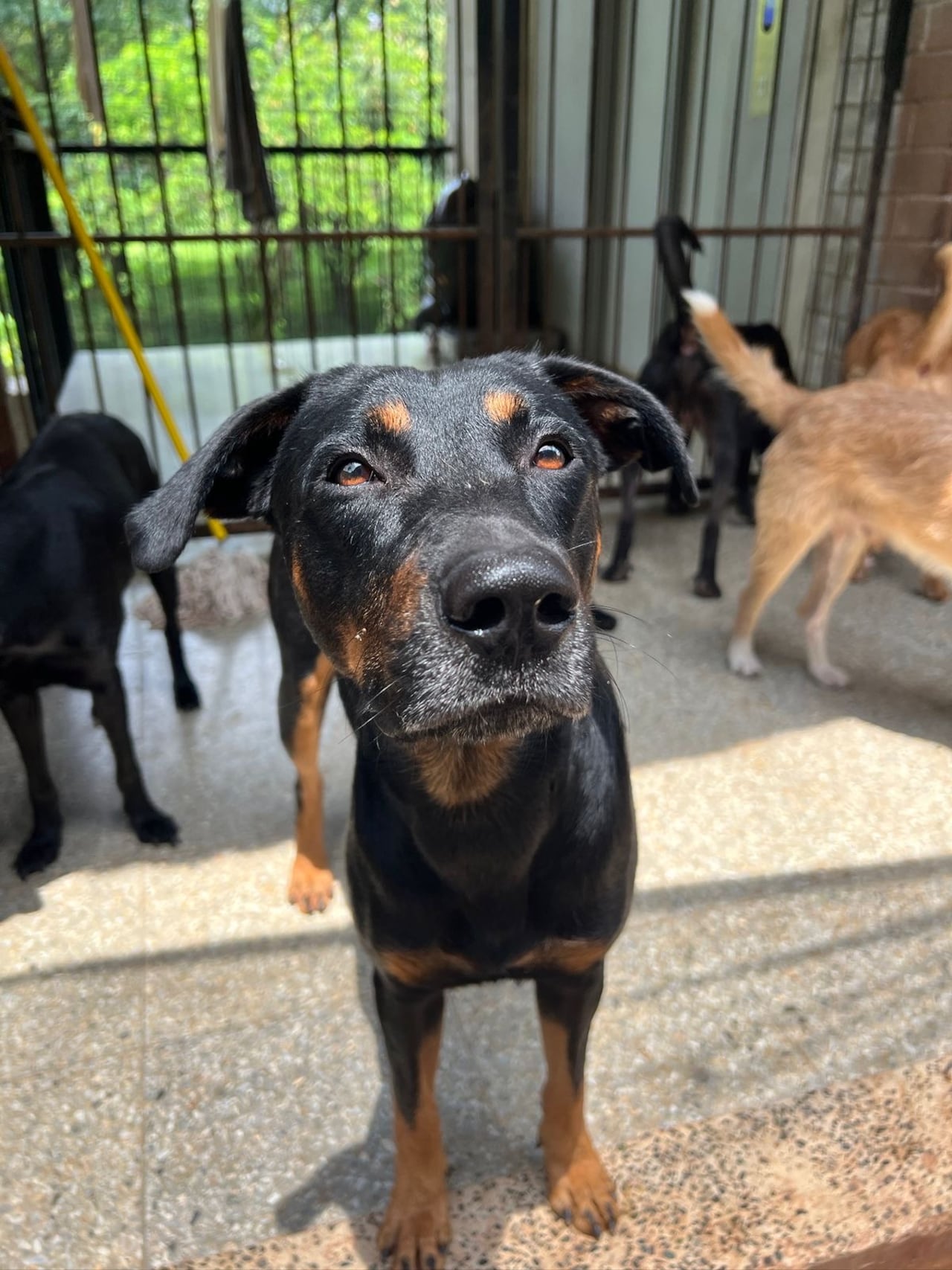 El Centro de Bienestar Animal de Cali realizará una jornada de adopción de diez perros en el Museo La Tertulia, el próximo 21 de marzo de 2026