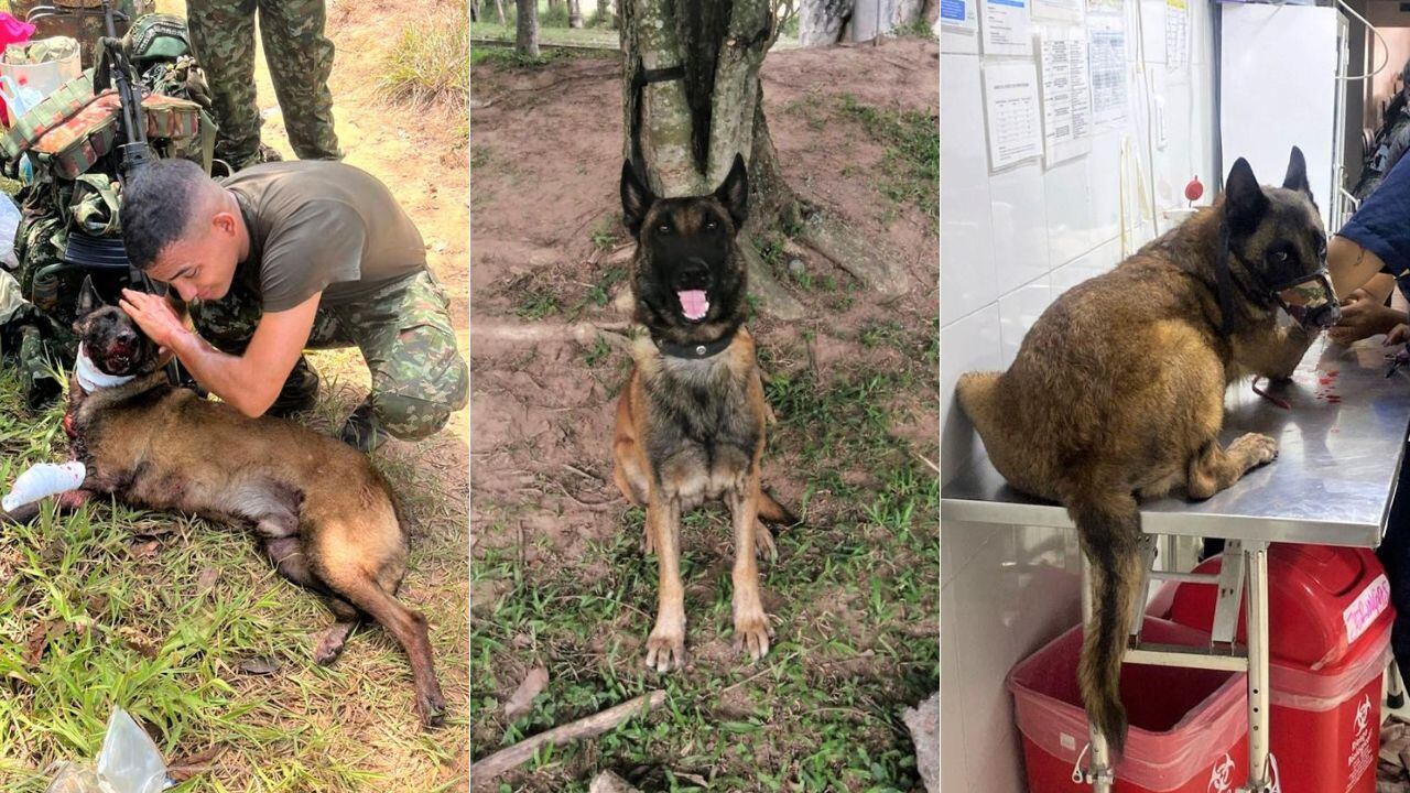 Sansón perdió una plata mientras realizaba labores de detección de explosivos en Antioquia.