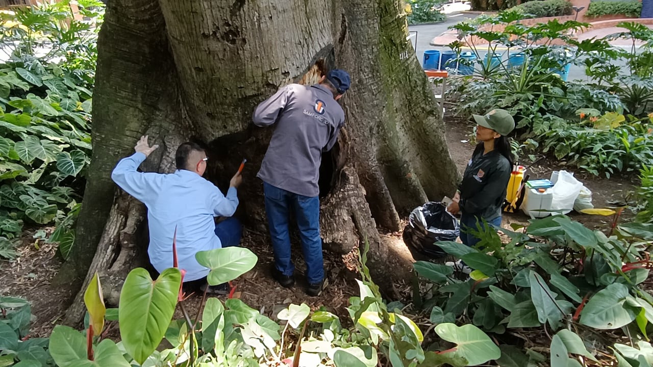 Los especialistas programan visitas de revisión a mediano plazo, evaluando la eliminación total de los patógenos.