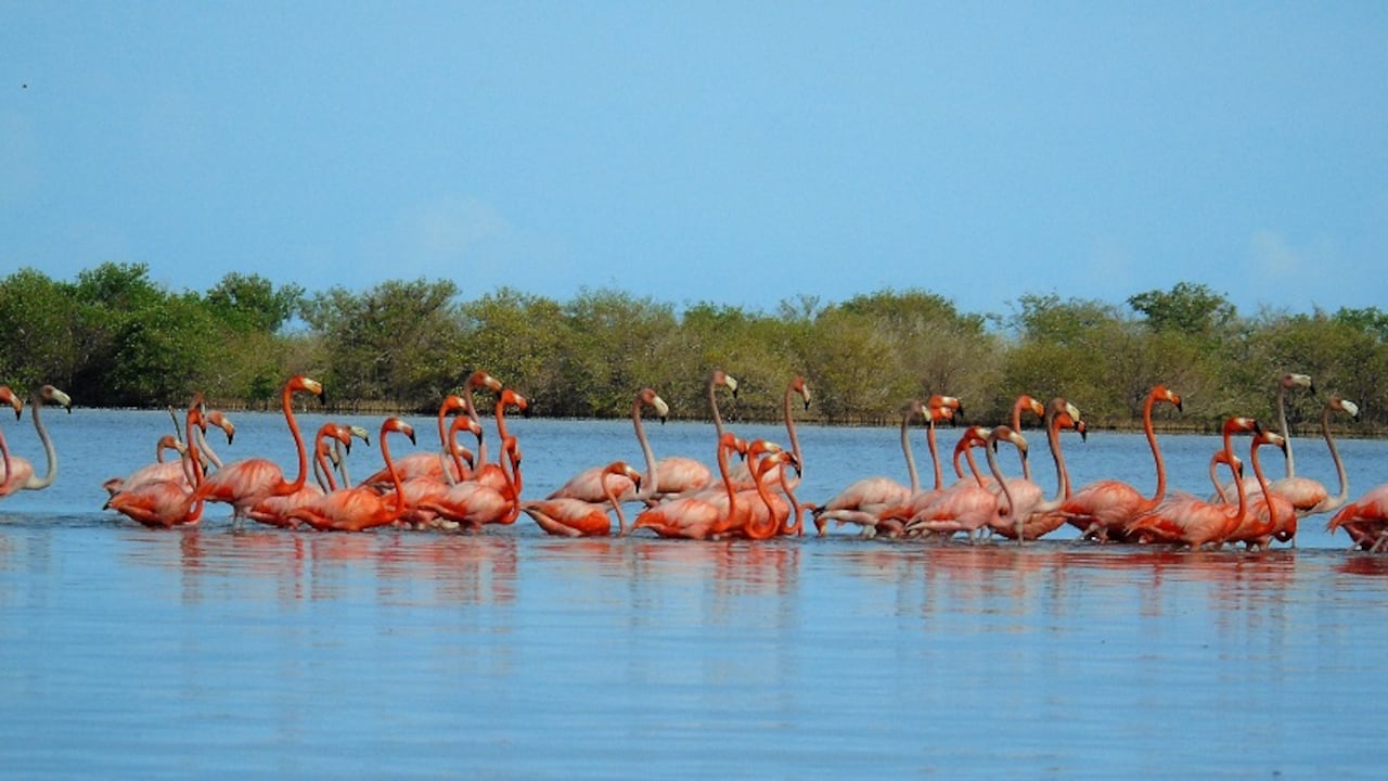 Santuario de Fauna y Flora Los Flamencos