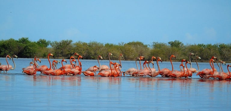 Santuario de Fauna y Flora Los Flamencos