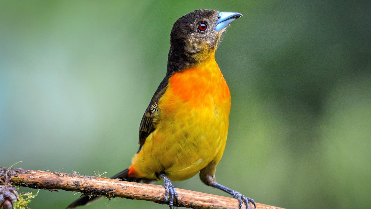 Cali vive la semana de las aves con el Birdfair Colombia Birdfair 2025.