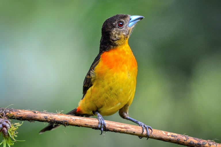 Cali vive la semana de las aves con el Birdfair Colombia Birdfair 2025.