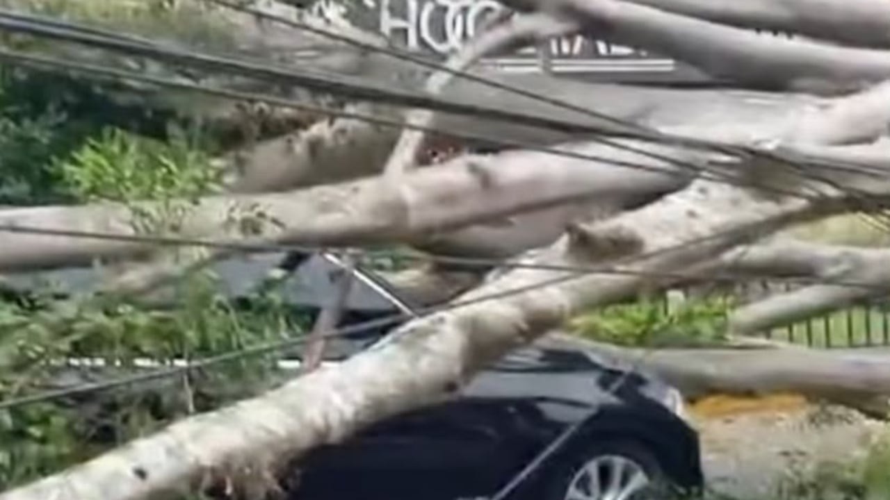 Caída de árbol en el sur de Cali.