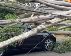 Caída de árbol en el sur de Cali.