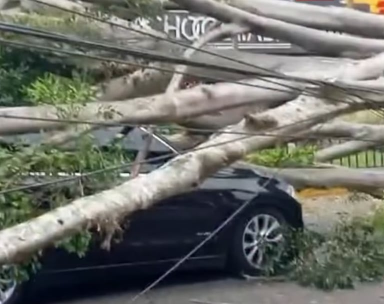 Caída de árbol en el sur de Cali.