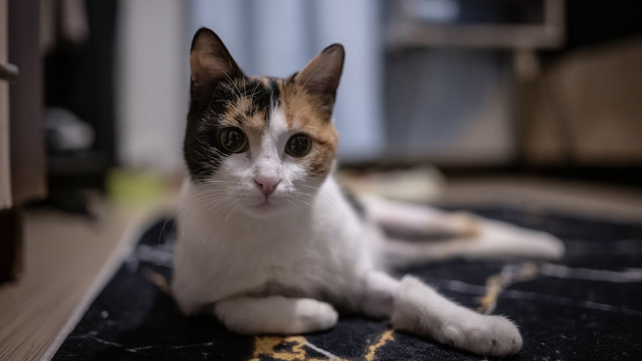 Los cuidadores deben tener disponibilidad de tiempo completo