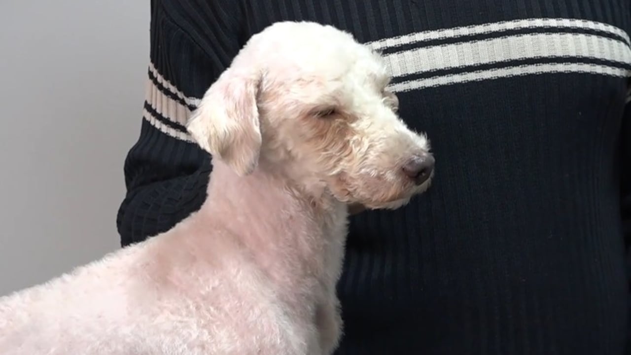 El perro Bailey supera las secuelas tras permanecer 29 días bajo los escombros en Caracas.
