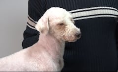 El perro Bailey supera las secuelas tras permanecer 29 días bajo los escombros en Caracas.