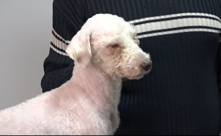 El perro Bailey supera las secuelas tras permanecer 29 días bajo los escombros en Caracas.